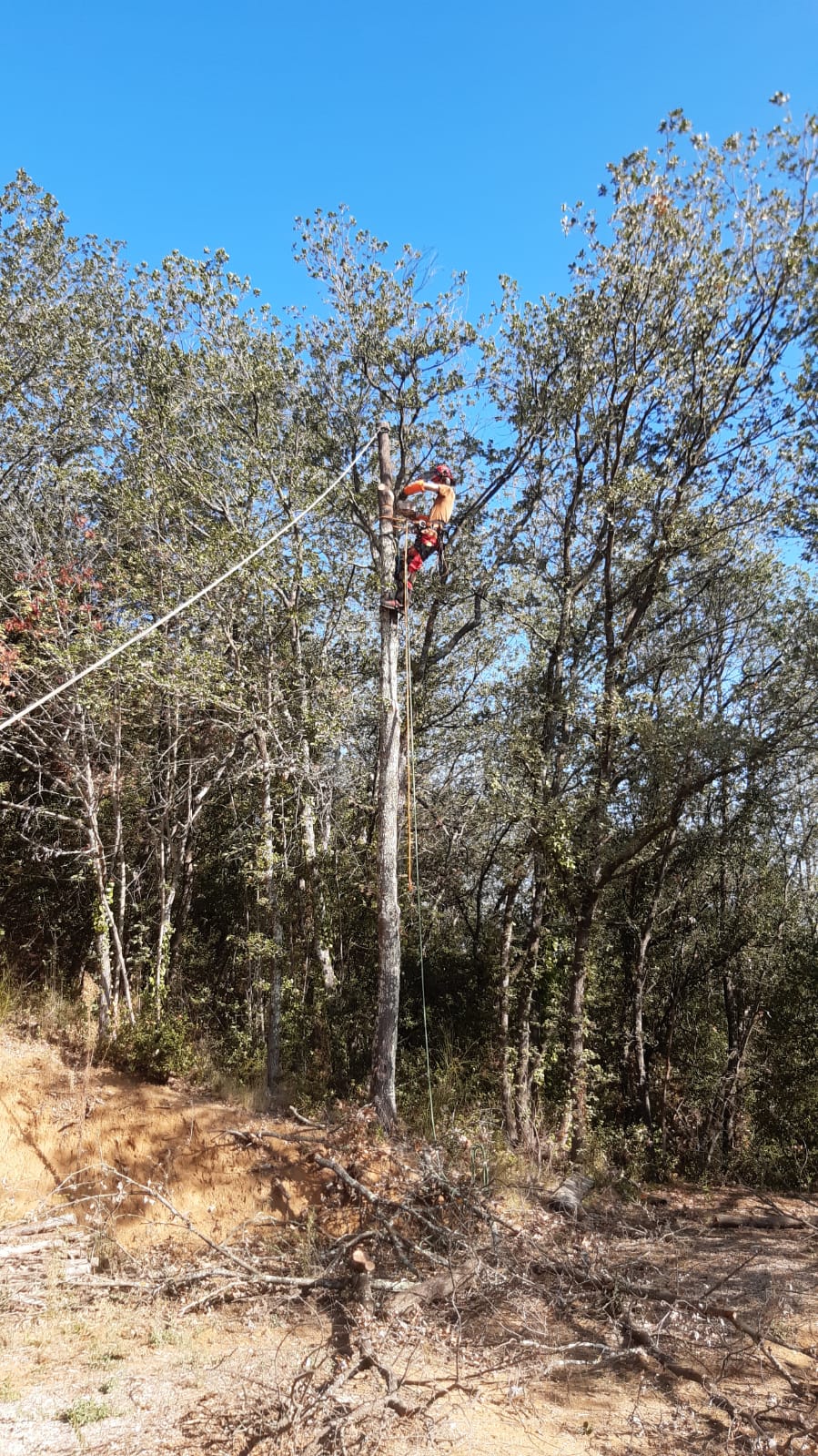 Démontage d'arbre en rétention par Verde Cordis dans les Pyrénées-Orientales