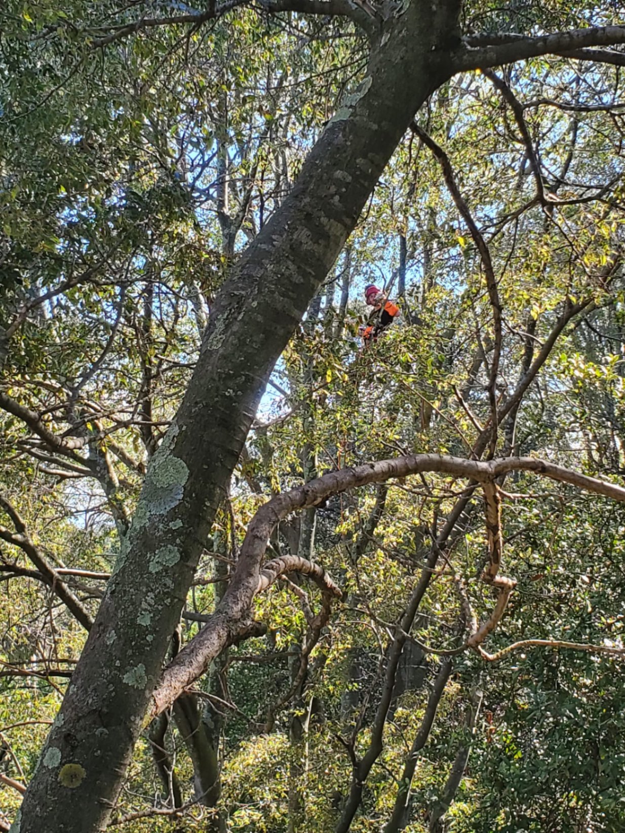 Élagueur grimpeur en démontage d'arbre dans les Pyrénées-Orientales